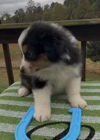 Jet, a male Miniature Australian Shepherd for sale in Leicester, NC – 2 of 2