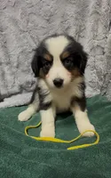 Yellow, a female Miniature Australian Shepherd for sale in Leicester, NC – 3 of 3