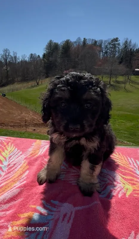 Duke, a male Miniature Aussiedoodle for sale in Leicester, NC – Photo 1 of 2
