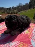 Duke, a male Miniature Aussiedoodle for sale in Leicester, NC – Photo 2 of 2