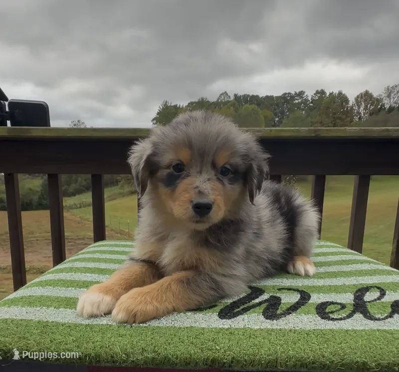 Raven – Miniature Australian Shepherd puppy for sale in Leicester, NC