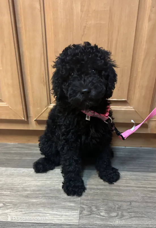 Reese – Miniature Aussiedoodle puppy for sale in Leicester, NC