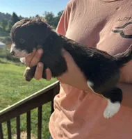 Leicester , a male Miniature Aussiedoodle for sale in Leicester, NC – 2 of 3