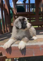 Green, a female Miniature Australian Shepherd for sale in Leicester, NC – 3 of 3