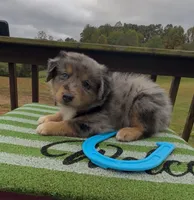 Bronco, a male Miniature Australian Shepherd for sale in Leicester, NC – 3 of 3