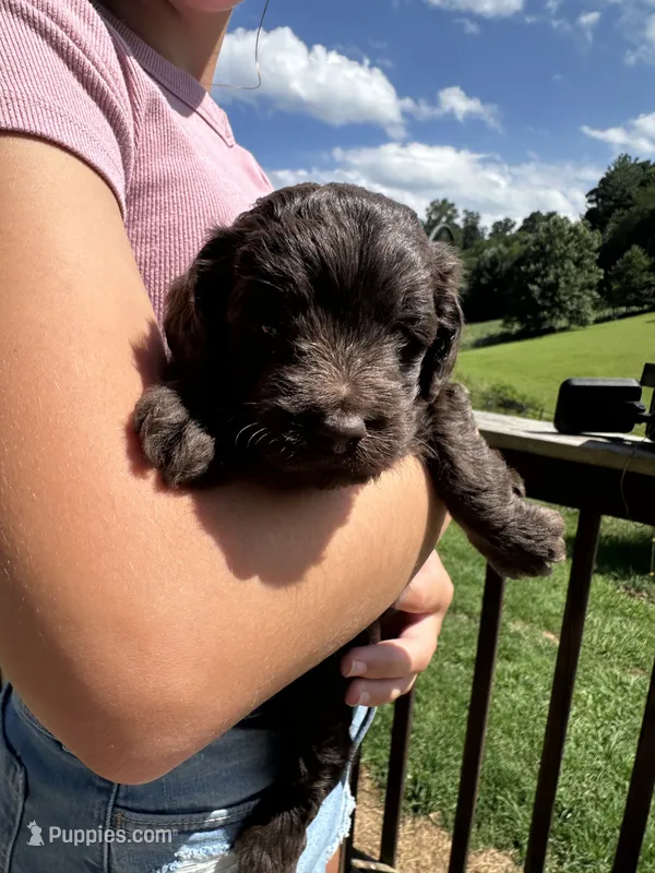 Arizona – Miniature Aussiedoodle puppy for sale in Leicester, NC