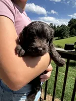 Arizona, a female Miniature Aussiedoodle for sale in Leicester, NC – 1 of 4