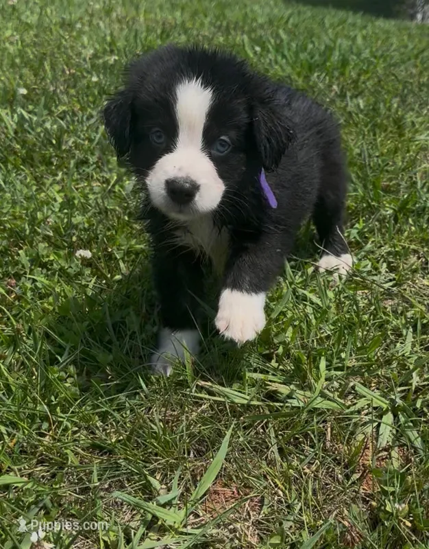 Purple – Miniature Australian Shepherd puppy for sale in Leicester, NC