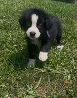 Purple, a female Miniature Australian Shepherd for sale in Leicester, NC – 1 of 3