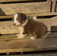 Patriot, a female Miniature Australian Shepherd for sale in Leicester, NC – 2 of 2
