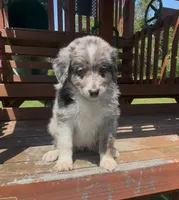 Gray, a female Miniature Australian Shepherd for sale in Leicester, NC – 3 of 3