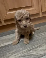 Coco, a female Miniature Goldendoodle for sale in Leicester, NC – 2 of 2