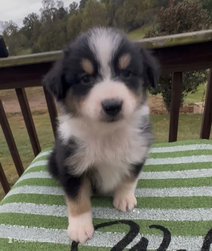 Panther – Miniature Australian Shepherd puppy for sale in Leicester, NC