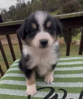 Panther, a male Miniature Australian Shepherd for sale in Leicester, NC – 1 of 2