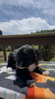 Ellie, a female Miniature Aussiedoodle for sale in Leicester, NC – 4 of 4