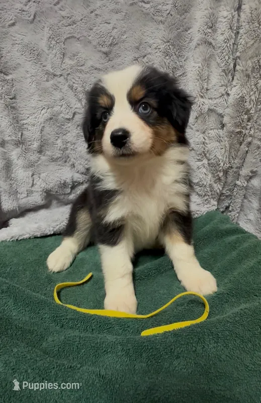 Yellow – Miniature Australian Shepherd puppy for sale in Leicester, NC