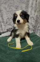 Yellow, a female Miniature Australian Shepherd for sale in Leicester, NC – 1 of 3
