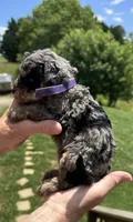 Pedro, a male Miniature Goldendoodle for sale in Leicester, NC – 3 of 4