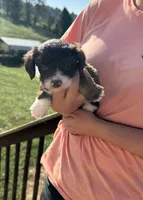 Leicester , a male Miniature Aussiedoodle for sale in Leicester, NC – 1 of 3