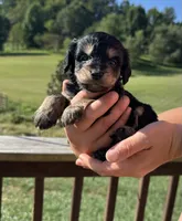 Shelby, a female Miniature Aussiedoodle for sale in Leicester, NC – 2 of 3