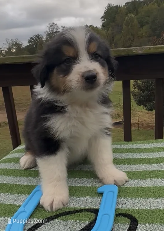 Jet – Miniature Australian Shepherd puppy for sale in Leicester, NC
