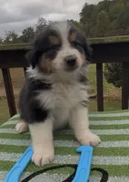 Jet, a male Miniature Australian Shepherd for sale in Leicester, NC – 1 of 2