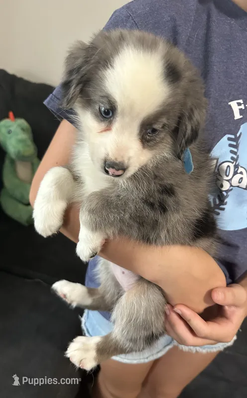 Blue – Miniature Australian Shepherd puppy for sale in Leicester, NC