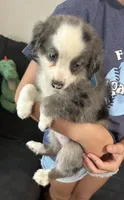 Blue, a female Miniature Australian Shepherd for sale in Leicester, NC – 1 of 3