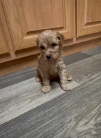 Cremella, a female Miniature Goldendoodle for sale in Leicester, NC – 3 of 3
