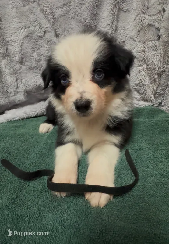 Black – Miniature Australian Shepherd puppy for sale in Leicester, NC