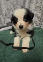 Black, a male Miniature Australian Shepherd for sale in Leicester, NC – 1 of 3