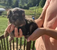 Fletcher, a male Miniature Aussiedoodle for sale in Leicester, NC – 2 of 2