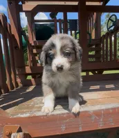 Green, a female Miniature Australian Shepherd for sale in Leicester, NC – 2 of 3