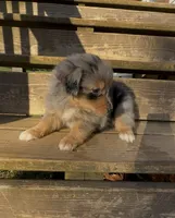 Raven, a female Miniature Australian Shepherd for sale in Leicester, NC – 2 of 2