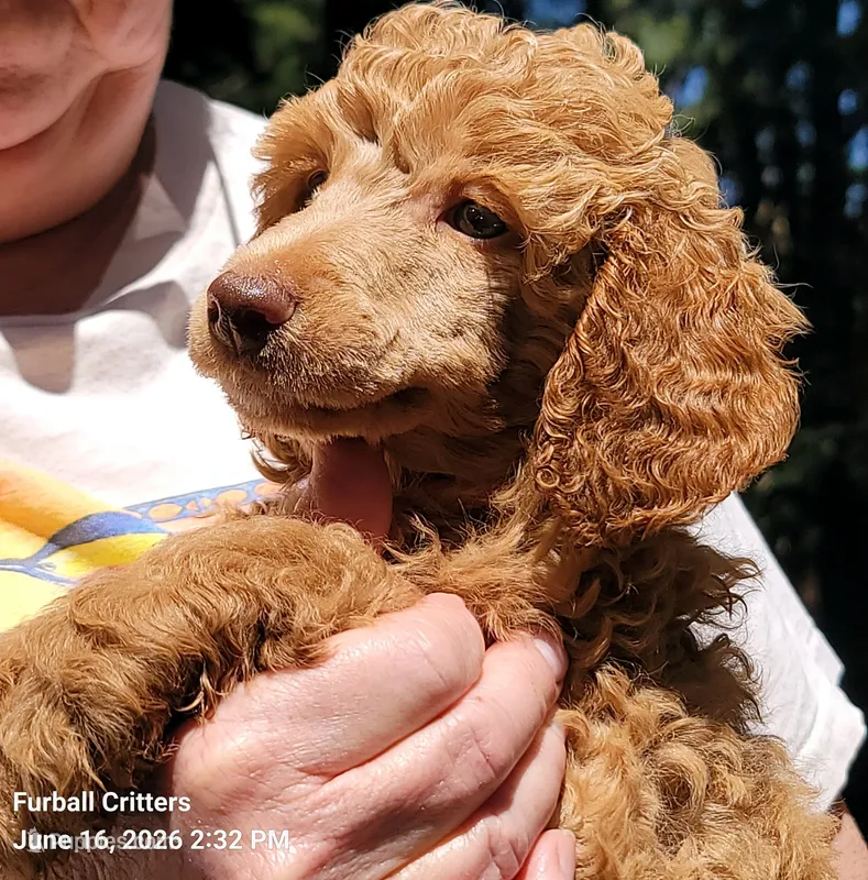 Ginger Snap (Pink collar) – Poodle - Standard  puppy for sale in Santa Cruz, CA