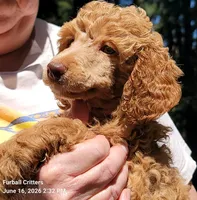 Ginger Snap (Pink collar), a female Poodle - Standard  for sale in Santa Cruz, CA – 1 of 5
