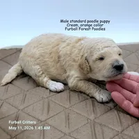 Orange, a male Poodle - Standard  for sale in Santa Cruz, CA – 2 of 4