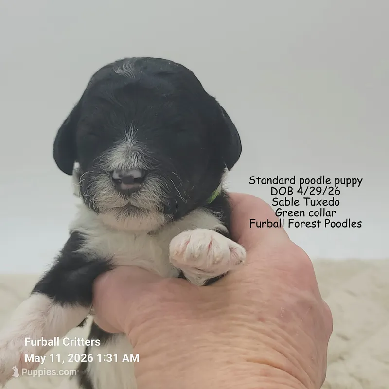 Truffles (Green collar) – Poodle - Multi-Colored Standard puppy for sale in Santa Cruz, CA