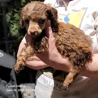 Munchkin, a male Poodle - Miniature  for sale in Santa Cruz, CA – 3 of 5