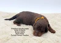 Gold, a male Poodle - Multi-Colored Standard for sale in Santa Cruz, CA – 2 of 3