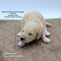 Orange, a male Poodle - Standard  for sale in Santa Cruz, CA – 3 of 4