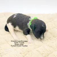 Truffles (Green collar), a male Poodle - Multi-Colored Standard for sale in Santa Cruz, CA – 3 of 3