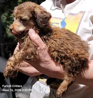 Munchkin, a male Poodle - Miniature  for sale in Santa Cruz, CA – 2 of 5