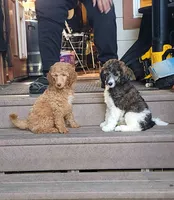 Ginger Snap, a female Poodle - Standard  for sale in Santa Cruz, CA – 8 of 8