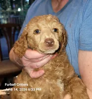 Ginger Snap, a female Poodle - Standard  for sale in Santa Cruz, CA – 6 of 8
