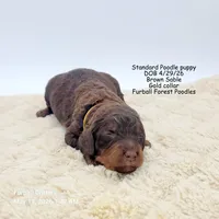 Gold, a male Poodle - Multi-Colored Standard for sale in Santa Cruz, CA – 3 of 3