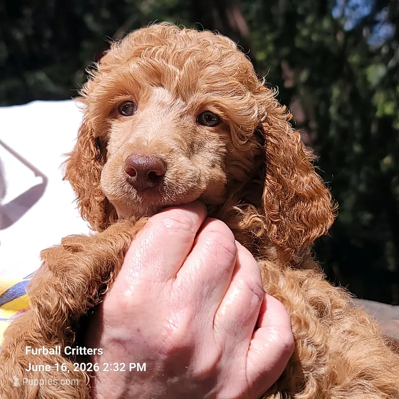 Ginger Snap – Poodle - Standard  puppy for sale in Santa Cruz, CA