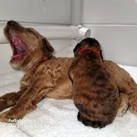 Ginger Snap, a female Poodle - Standard  for sale in Santa Cruz, CA – 4 of 8
