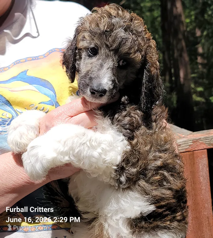 Smores (Blue collar) – Poodle - Multi-Colored Standard puppy for sale in Santa Cruz, CA