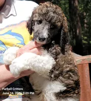 Smores (Blue collar), a male Poodle - Multi-Colored Standard for sale in Santa Cruz, CA – 1 of 5
